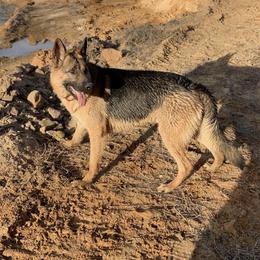 German Shepherd All Grown Up from Angel Oak German Shepherds