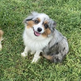 Penny - Toy Australian Shepherd