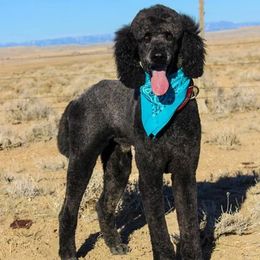 Poodles from July Rose Kennels