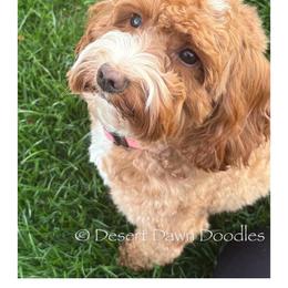 Coco - Goldendoodle