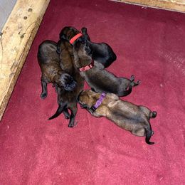 Belgian Malinois, Dutch Shepherd, and xDutch Shepherd Puppies from Raw Nature K9