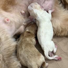 Cavapoo puppies from Simply Sweet Paws. LLC
