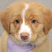 Nova Scotia Duck Tolling Retrievers from PortStar Tollers