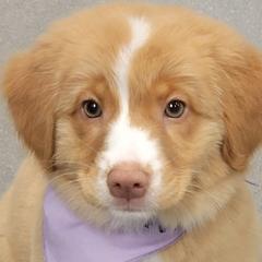 Nova Scotia Duck Tolling Retrievers from PortStar Tollers