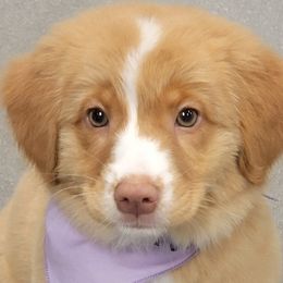 Nova Scotia Duck Tolling Retrievers from PortStar Tollers
