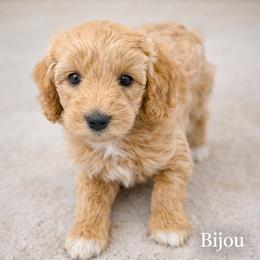 Princess Bijou - Apricot female Goldendoodle puppy in Bountiful, Utah from PJs Puppy Love