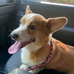 Daisy - Pembroke Welsh Corgi