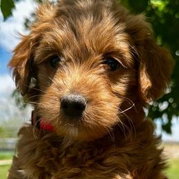 Chevy - Red male Bernedoodle puppy in Horseshoe Bend, Idaho from Over the Moon Poodles and Doodles