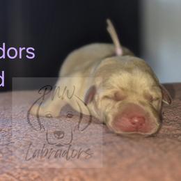 Fern - Yellow female Labrador Retriever puppy in Rogue River, Oregon from PNW Labradors