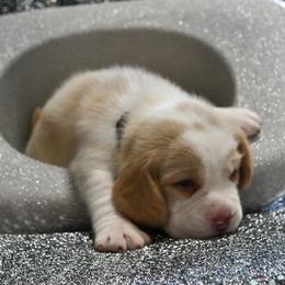 Willow - Red and white male Beagle puppy in Viper, Kentucky from Mountain Top