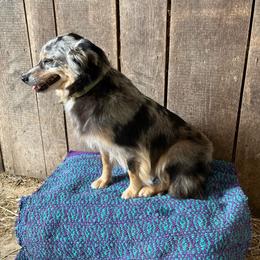 Cookie - Australian Shepherd