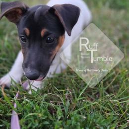 Lloyd - Tri-color male Russell Terrier puppy in Harvel, Illinois from Ruff and Tumble Russell Terriers