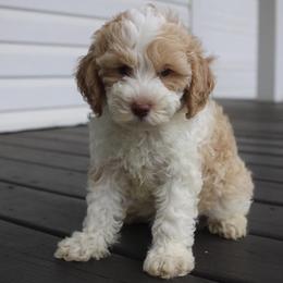 Cockapoo Puppies from Darling Doodles