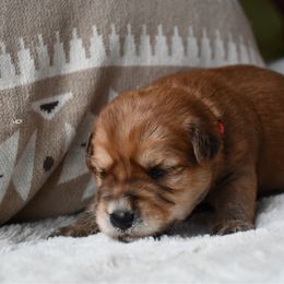 Zzz's - Wheaten male Soft Coated Wheaten Terrier puppy in Kirksville, Missouri from BellSharps Australian Shepherds