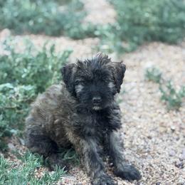 Rougue - Black and brindle female Bouvier des Flandres puppy in Wellington, Colorado from Blood Family Frenchies and Bouvs