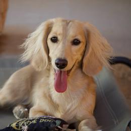 Vixen - Dachshund