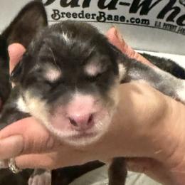 Boy 3 - male Native American Indian Dog puppy in Granby, Colorado from Turtle Island NAIDs