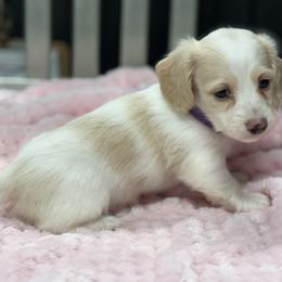 Second pick- purple - Cream female Dachshund puppy in Nashville, Arkansas from Whisenhunt Farms