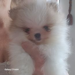 River (Upcoming) - Pomeranian