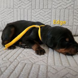 Edge - Black and rust male Doberman Pinscher puppy in Blanchester, Ohio from Battle Creek Dobermans