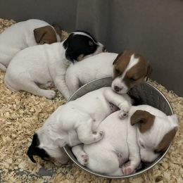 Russell Terrier puppies from Jerome Russell Terriers