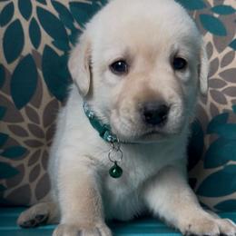 Everest - Yellow male Labrador Retriever puppy in Marietta, South Carolina from Trust in the Lord Labradors