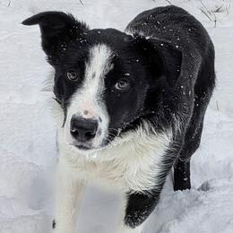 Shark - Black and white male Border Collie puppy in Strafford, Vermont from Thundering Paws Farm Working Collies