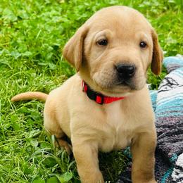 Ember - Yellow male Labrador Retriever puppy in Rock Hill, South Carolina from North Star Retrievers