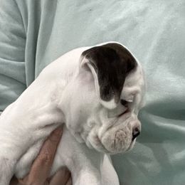 Boxer Puppies from Tammy Davison