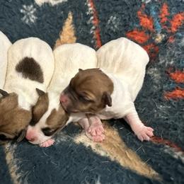 Jack Russell Terrier Puppies from Tuff Country Farm