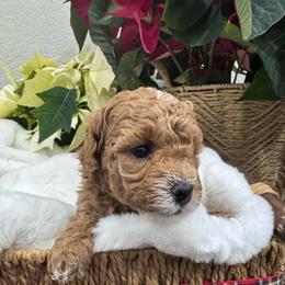 Blaze - Red  male Goldendoodle puppy in Oregon City, Oregon from Jessica's  Goldendoodle’s