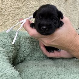 Lila - Black female Miniature Schnauzer puppy in Comanche, Texas from Circle R Sidney