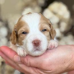 Bailey - Parti female Goldendoodle puppy in Yuciapa, California from AlltheDoodlez_