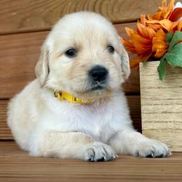Lexi - Light golden female Golden Retriever puppy in Doniphan, Missouri from Stockford’s Golden Retrievers