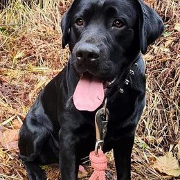 Labrador Retriever All Grown Up from Redfearn Retrievers