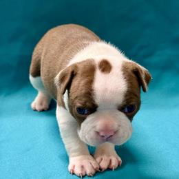 Ron - Red male Boston Terrier puppy in Kingsport, Tennessee from Dreamweaver Bostons