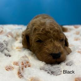 Black - Red  male Poodle puppy in Mauston, Wisconsin from Quiverfull Acres
