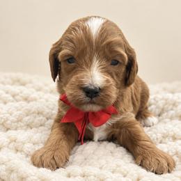 Red boy - Red male Cavapoo puppy in Waskom, Texas from Pearls & Curls doodles & poodles