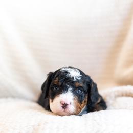 Millie - Tri-color female Bernedoodle puppy in Narvon, Pennsylvania from CBKB Bernedoodle’s