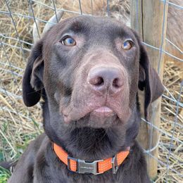 Rocky - Labrador Retriever