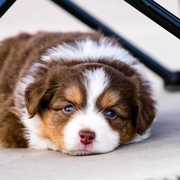 Miniature Australian Shepherd Puppies from Rockin D Mini Aussies