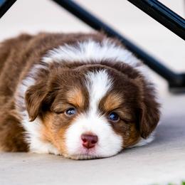 Miniature Australian Shepherd Puppies from Rockin D Mini Aussies