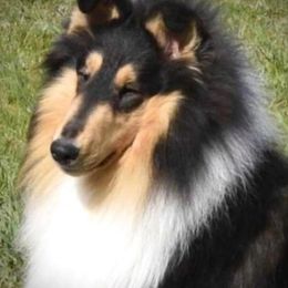 Nick - Collie