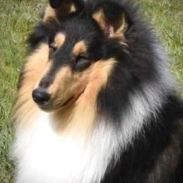 Nick - Collie