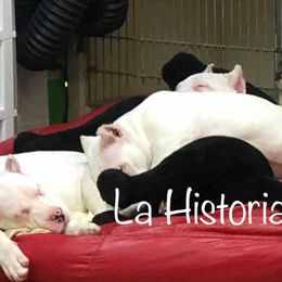 Dogo Argentino Puppies from La Historia Dogo