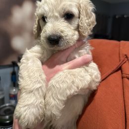 Boy 3 - male Goldendoodle puppy in Pueblo West, Colorado from German Family Goldendoodles