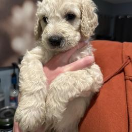 Boy 3 - male Goldendoodle puppy in Pueblo West, Colorado from German Family Goldendoodles