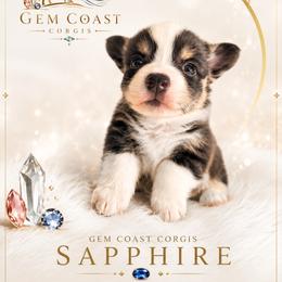 Sapphire - Black and tan female American Corgi puppy in Mariposa, California from Gem Coast Corgis