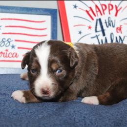 Sparkler - Red tri female Miniature Australian Shepherd puppy in Kissee Mills, Missouri from Clinkenbeard Kennel