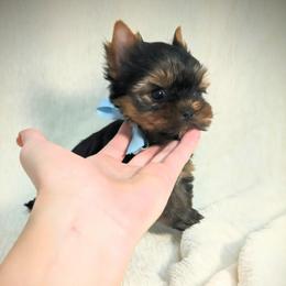 Yorkshire Terrier Puppies from Babydoll yorkies